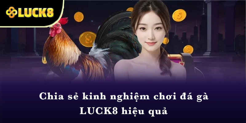 Chia sẻ kinh nghiệm chơi đá gà LUCK8 hiệu quả